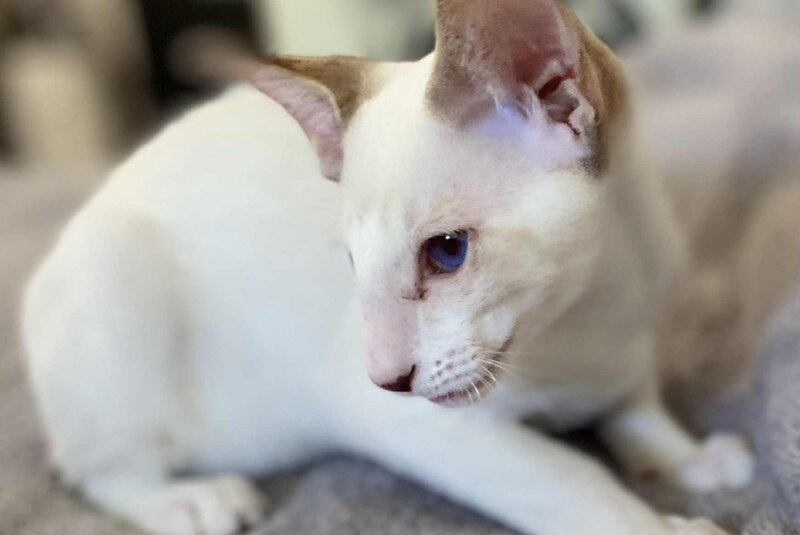 Yogurt Siamese male, chocolate tabby pointed