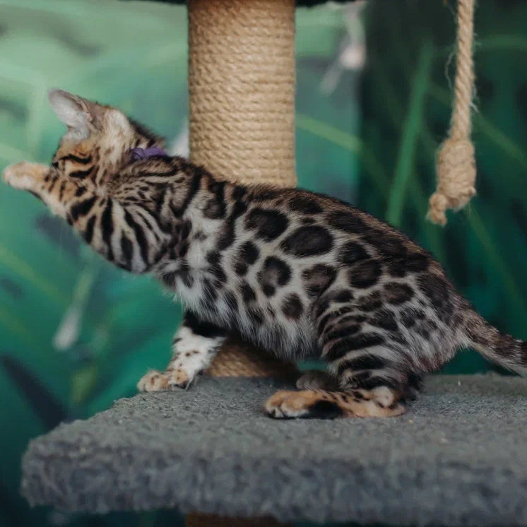 Frida Bengal female, black spotted tabby