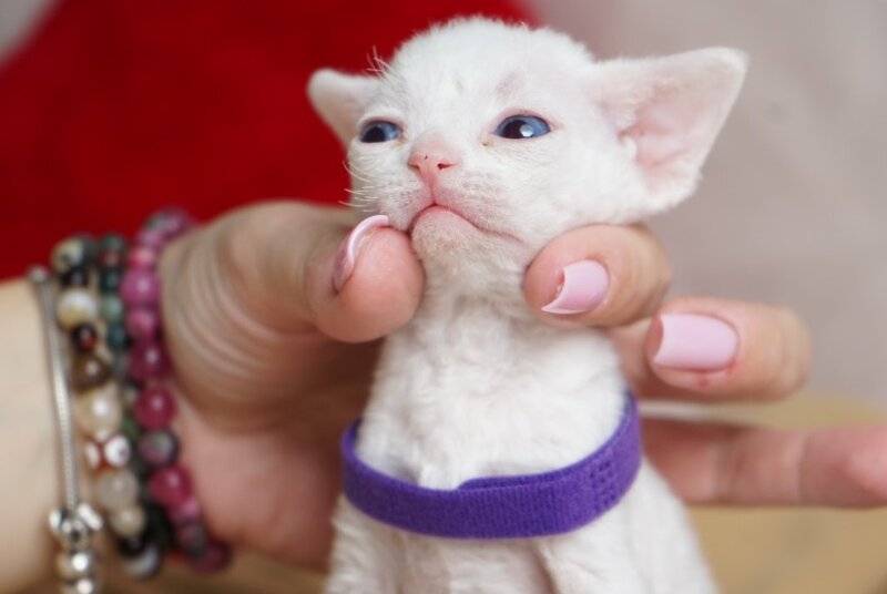 Naitiri Devon Rex female white - live animals