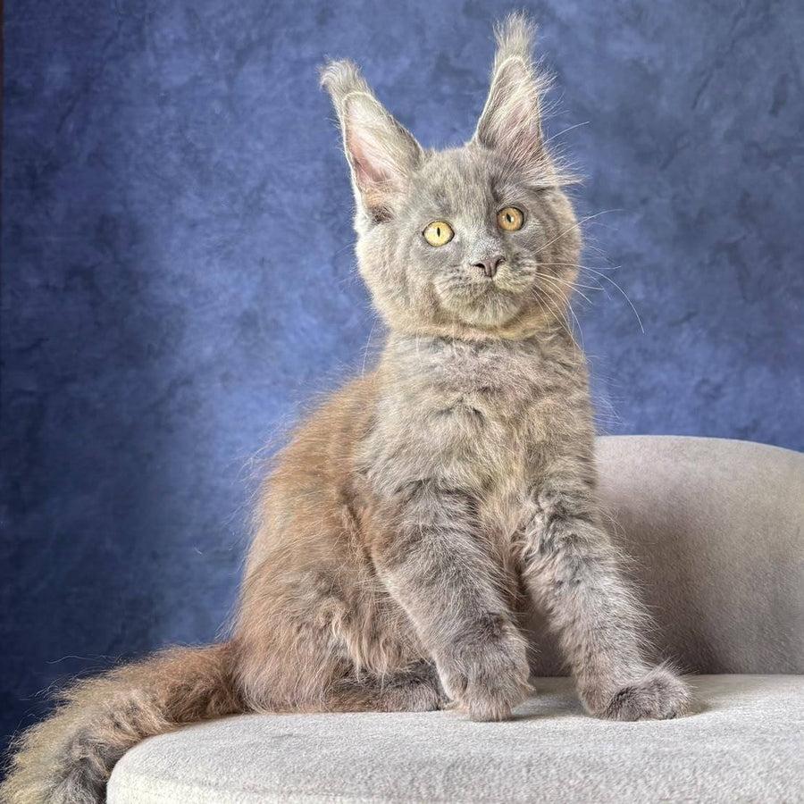 Raskat Maine Coon male, blue