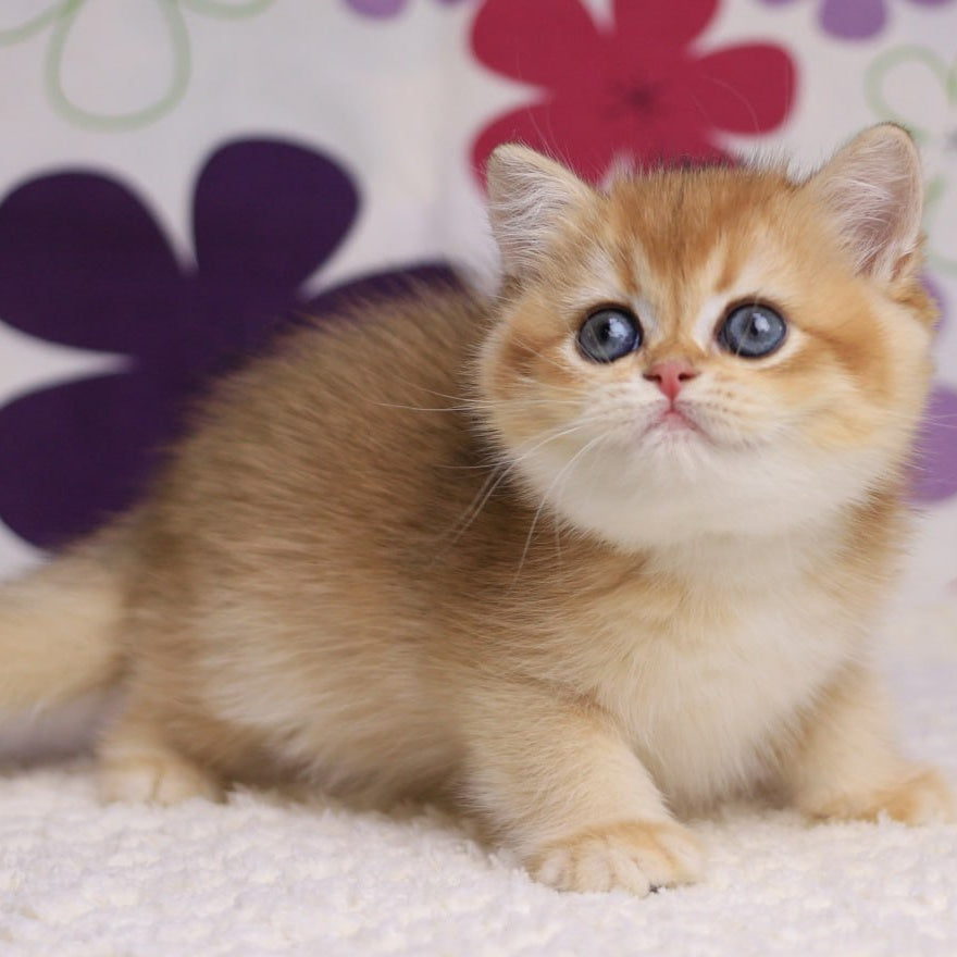 Aurora British Shorthair female, black golden chinchilla