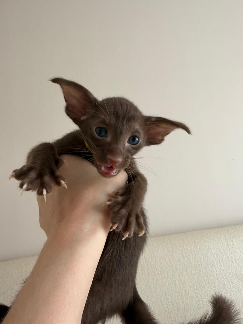 Adele Oriental Shorthair female chocolate - live animals