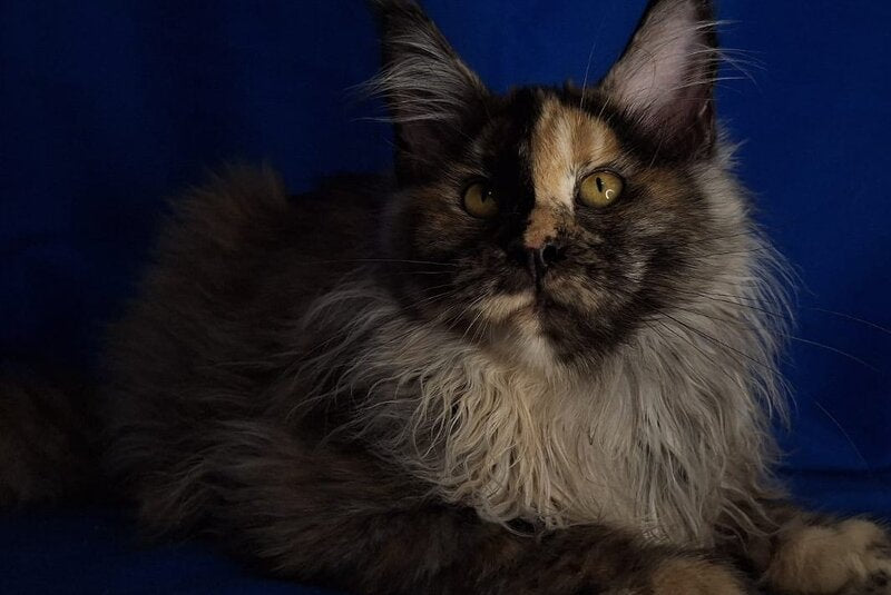 Intel'Legend Maine Coon female, black tortie silver