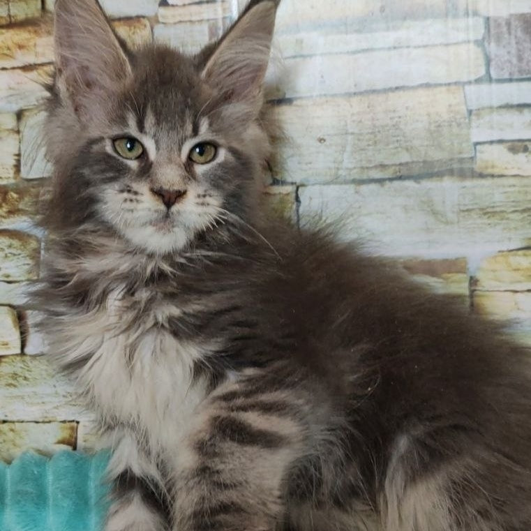 Xana Maine Coon polydactyl 6x6x6x6 female, blue tabby
