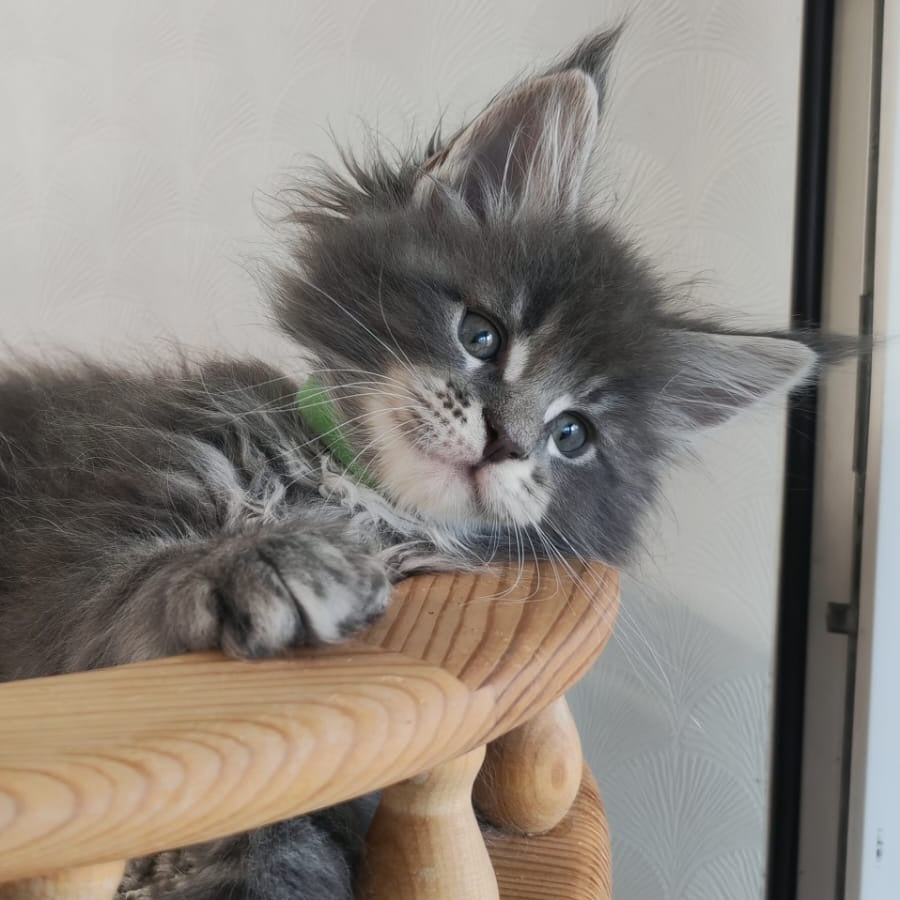 Cocos Maine Coon polydactyl 5x5x6x6 male, blue tabby