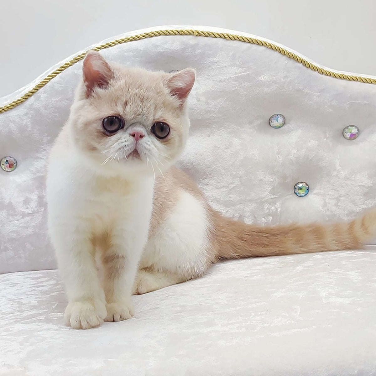 Amrisha Exotic female, cream bicolour