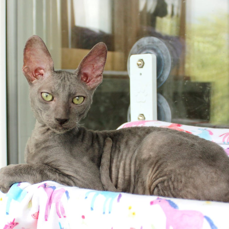 Dimetry Cornish Rex male, blue