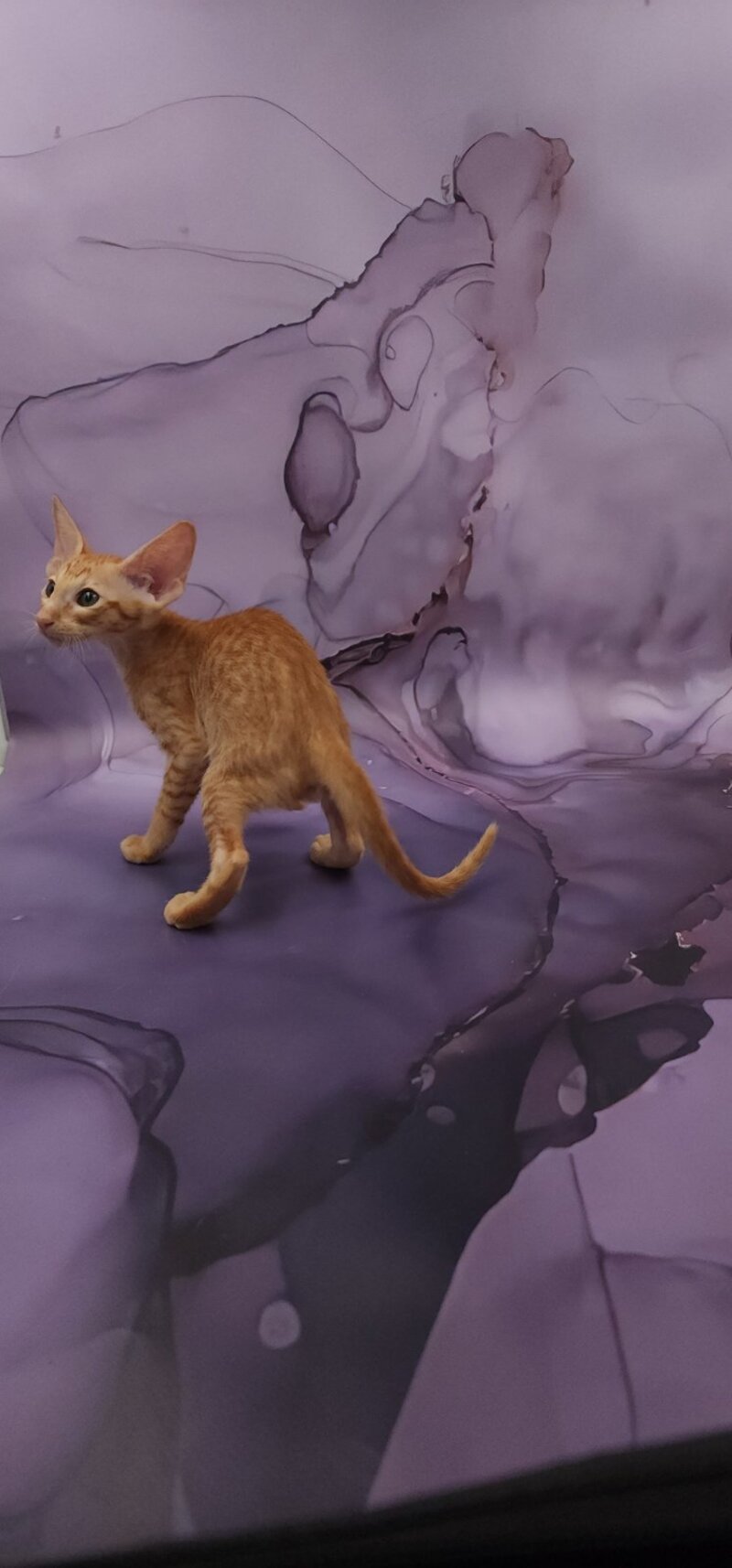 Sanrise Oriental Shorthair male, red spotted tabby