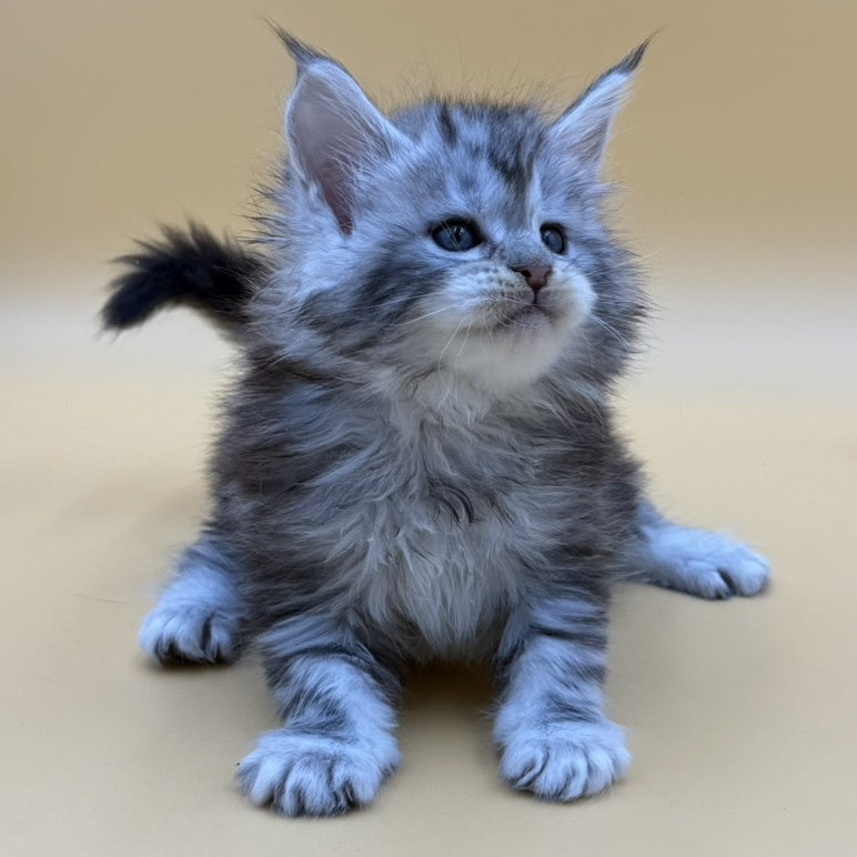 Hilton Maine Coon male, black silver tabby