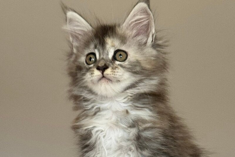 Ohana Maine Coon female, blue tortie with white tabby