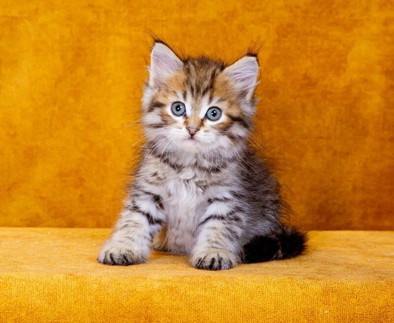 Garfield Siberian male, black spotted tabby