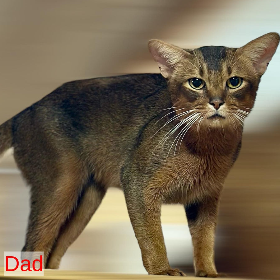 Hermes Abyssinian male, ruddy
