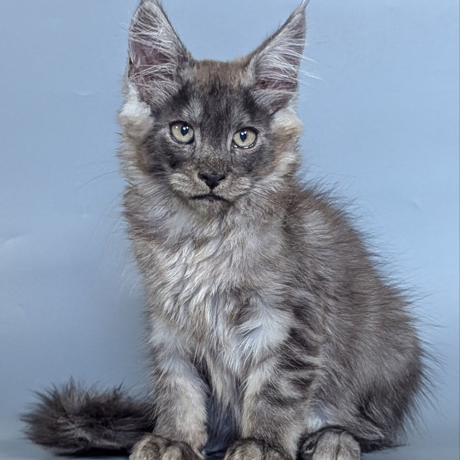 Krys Maine Coon male, black silver