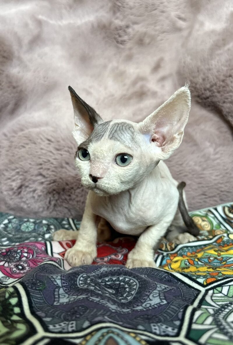 Van Devon Rex male, black harlequin