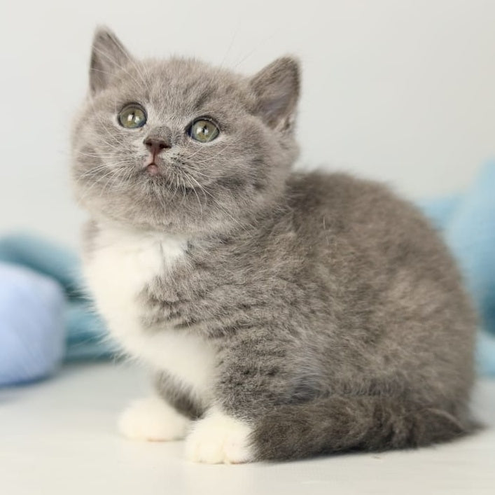 Petra British Shorthair female, blue bicolour