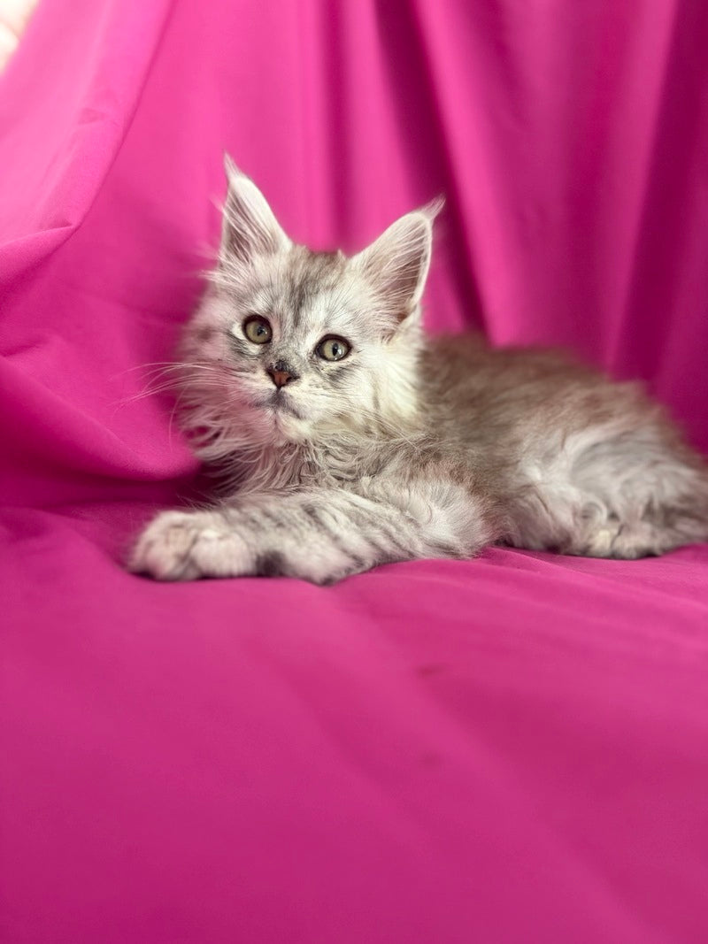 Xiona Maine Coon female black silver tabby - live animals