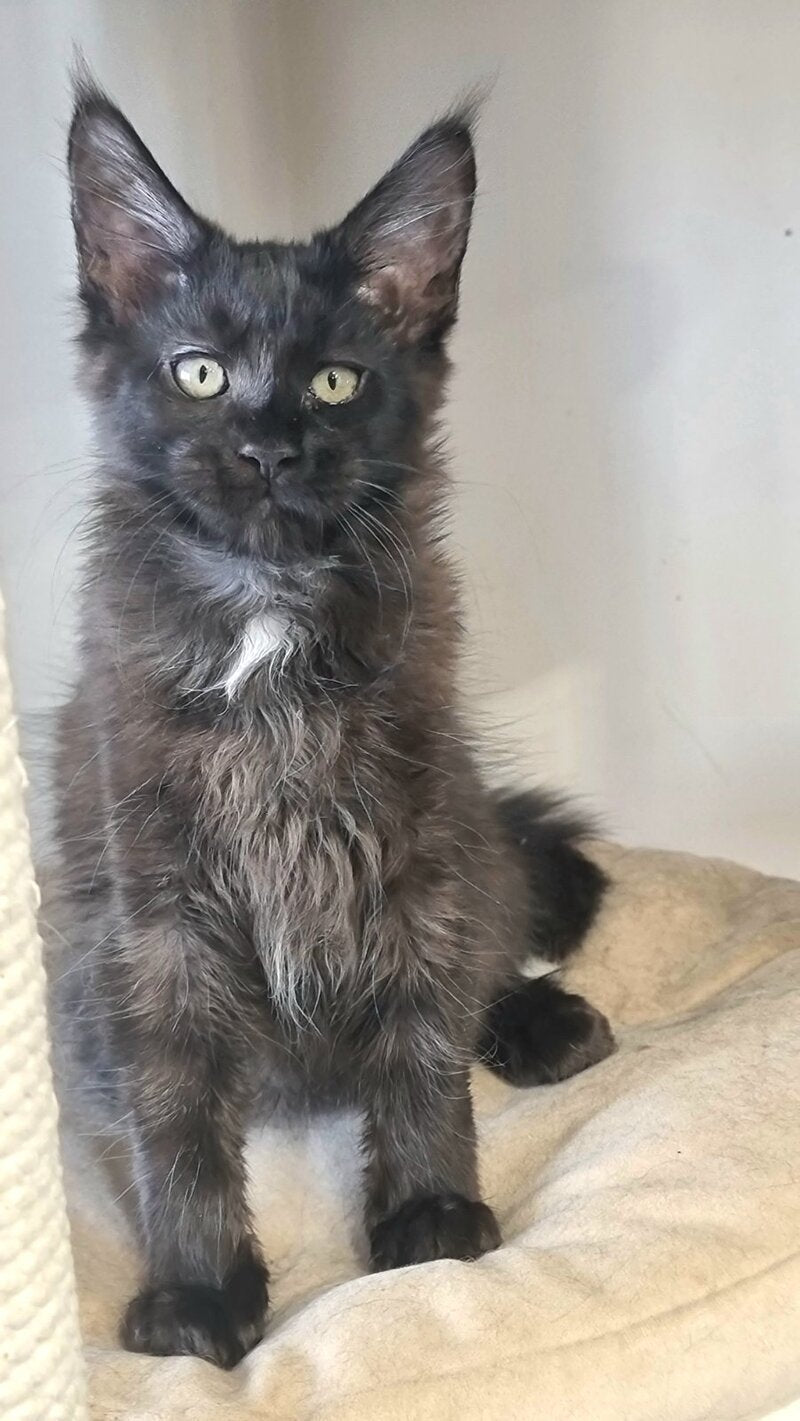 Debora Maine Coon female black with white - live animals