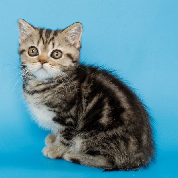 Yanessa British Shorthair female, black tabby