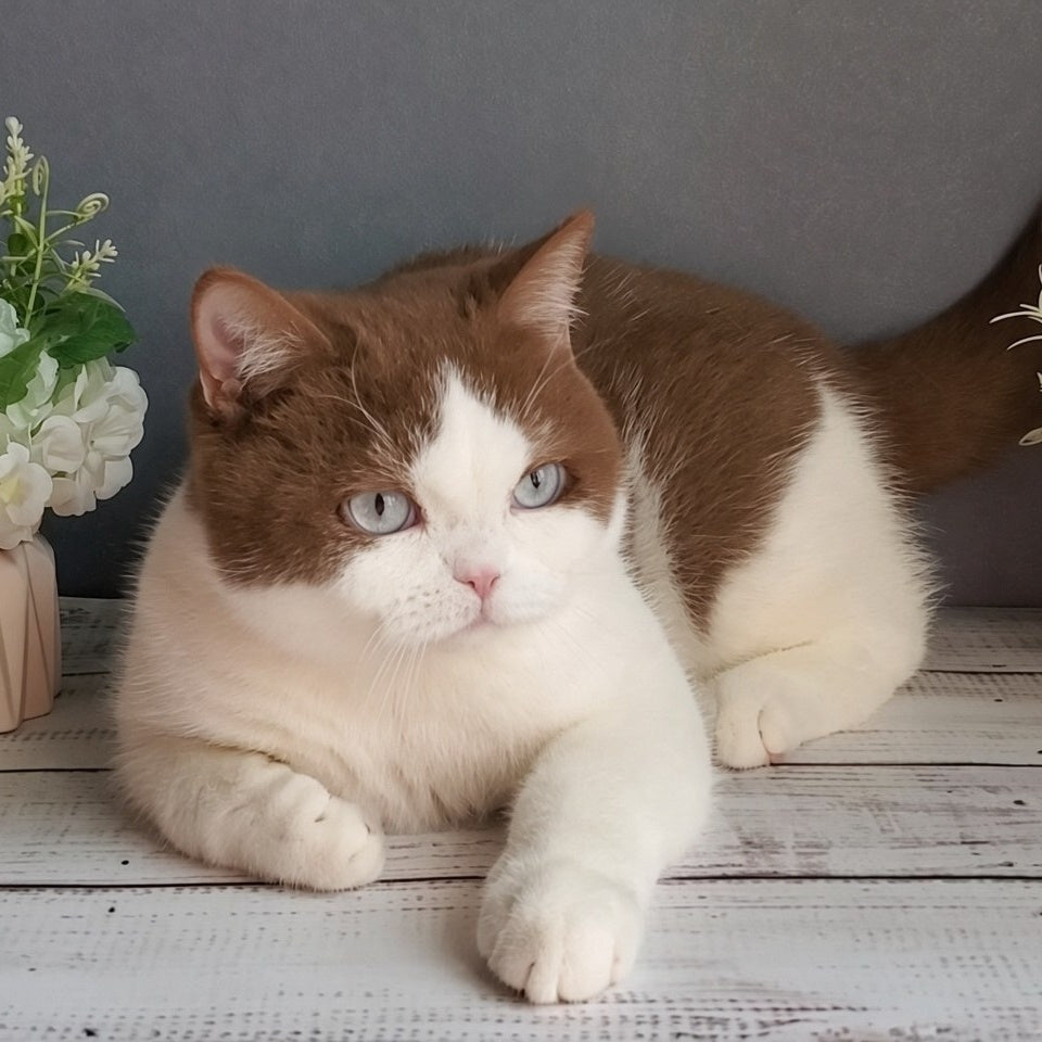Xariton British Shorthair male, cinnamon bicolour