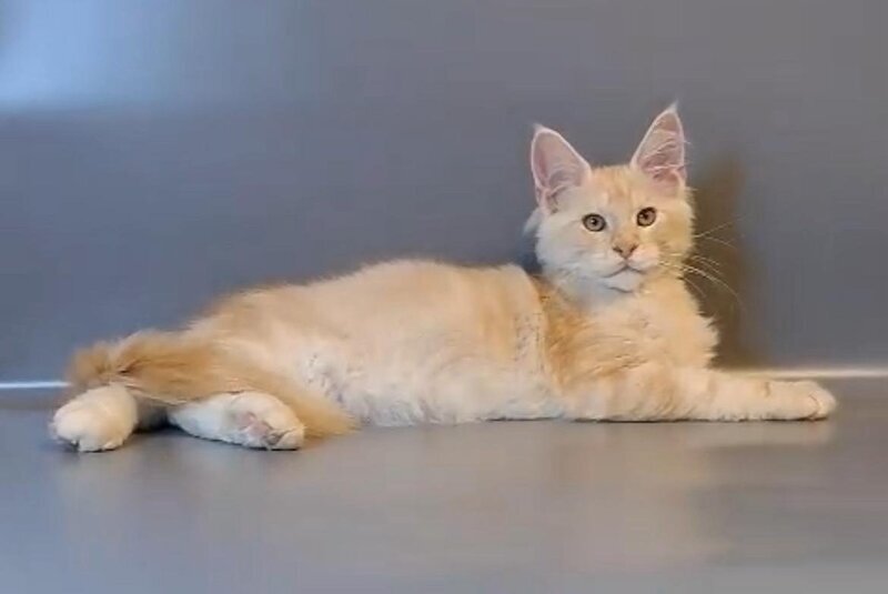 Gordon Maine Coon male, red silver tabby
