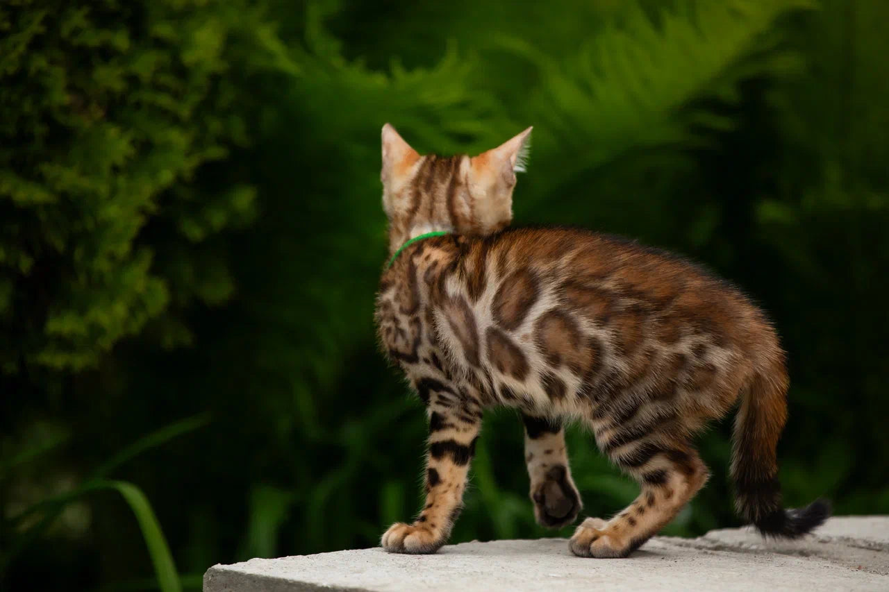 Boss Bengal male, black spotted tabby