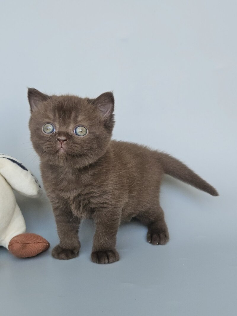 Ash British Shorthair female, chocolate