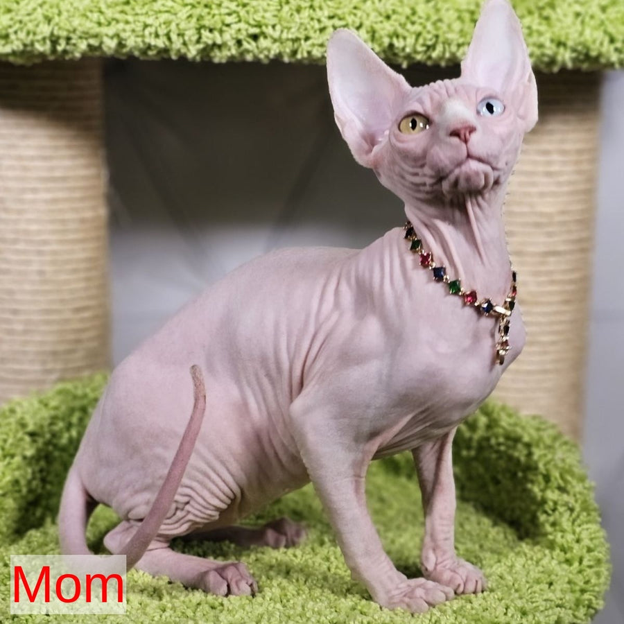 Basalt Canadian Sphynx male, black bicolour