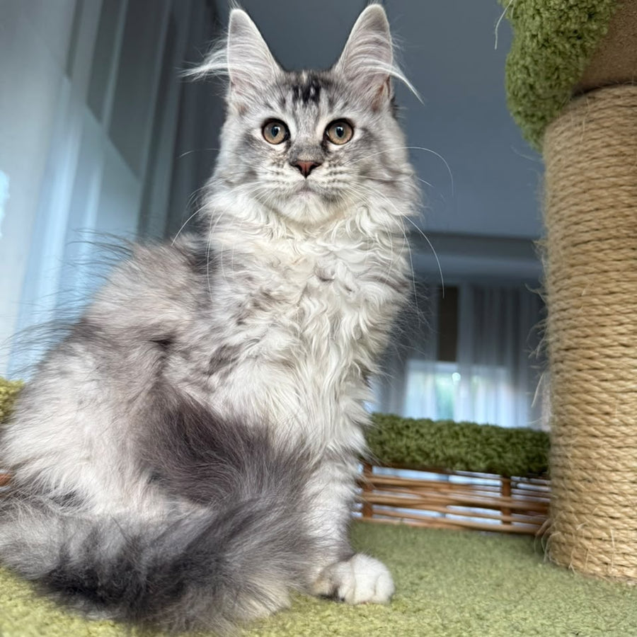 Juliet Maine Coon female, black tortie silver ticked tabby