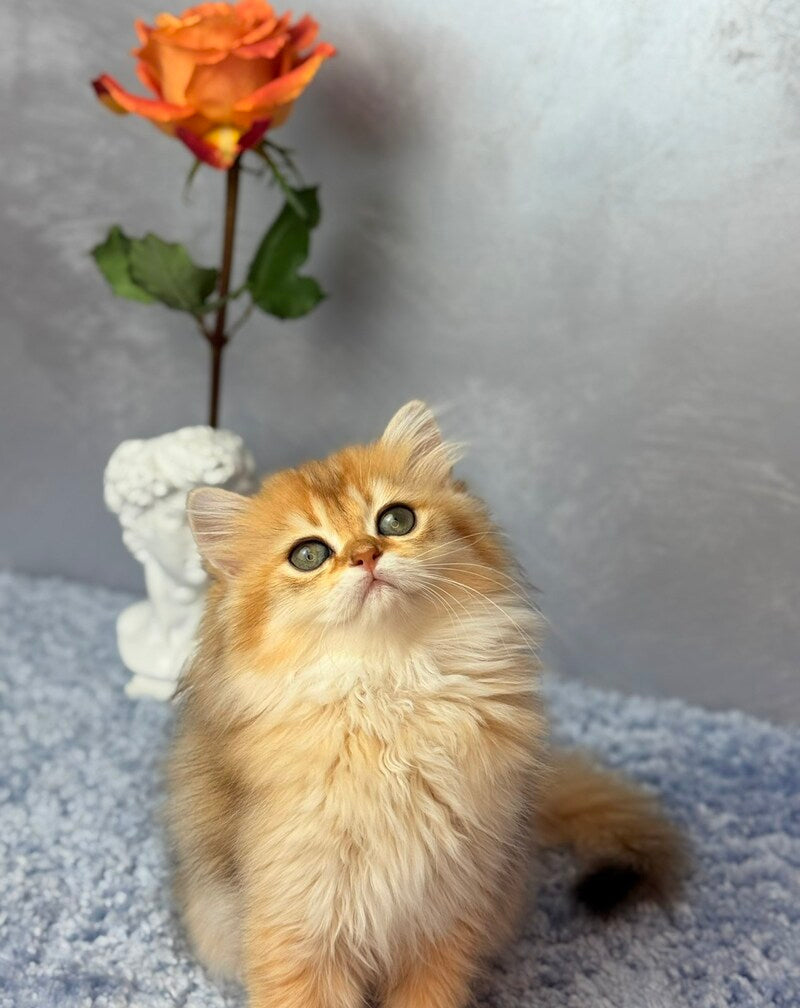 Dasha Scottish Straight female black golden shaded - live animals
