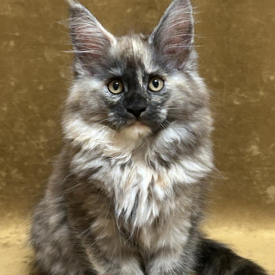 Roxy Maine Coon female, black tortie silver