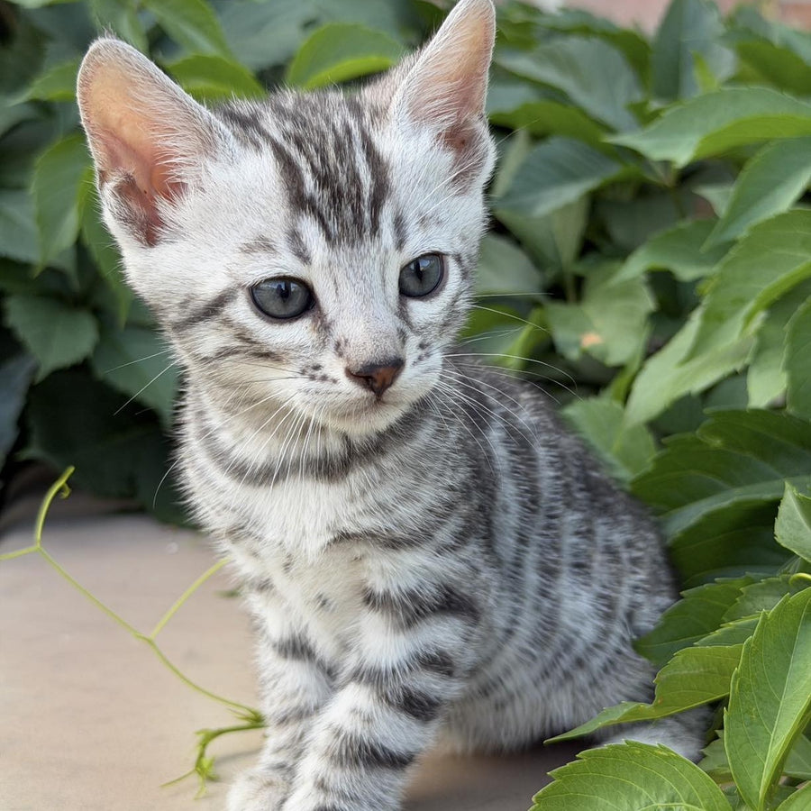 Cartier Bengal male, black silver spotted tabby