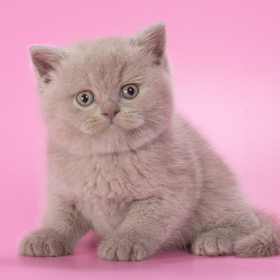 Fabian British Shorthair male, fawn