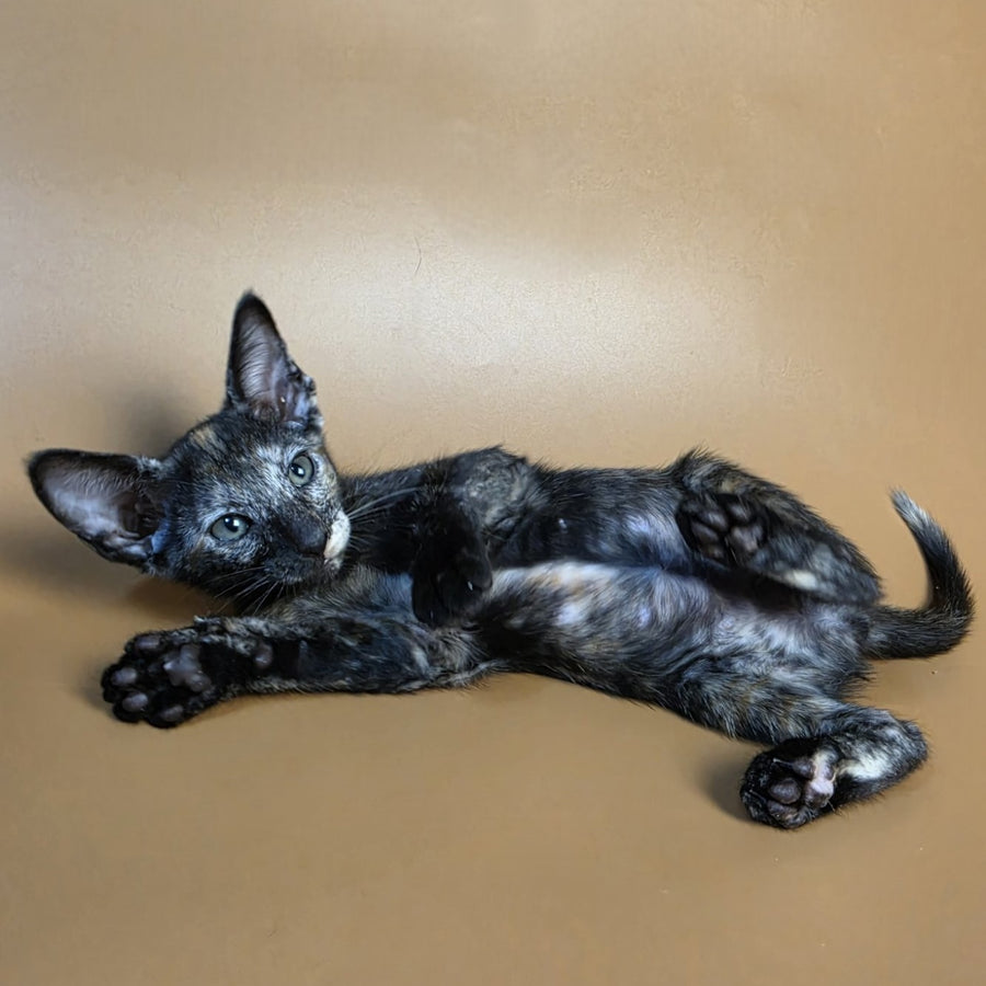 Esmeralda Oriental Shorthair female, black tortie