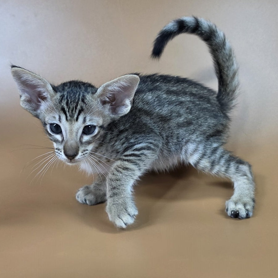 Biscuit Oriental Shorthair male, black spotted tabby