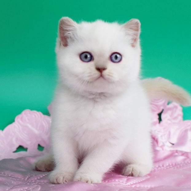Bublik British Shorthair male, fawn pointed