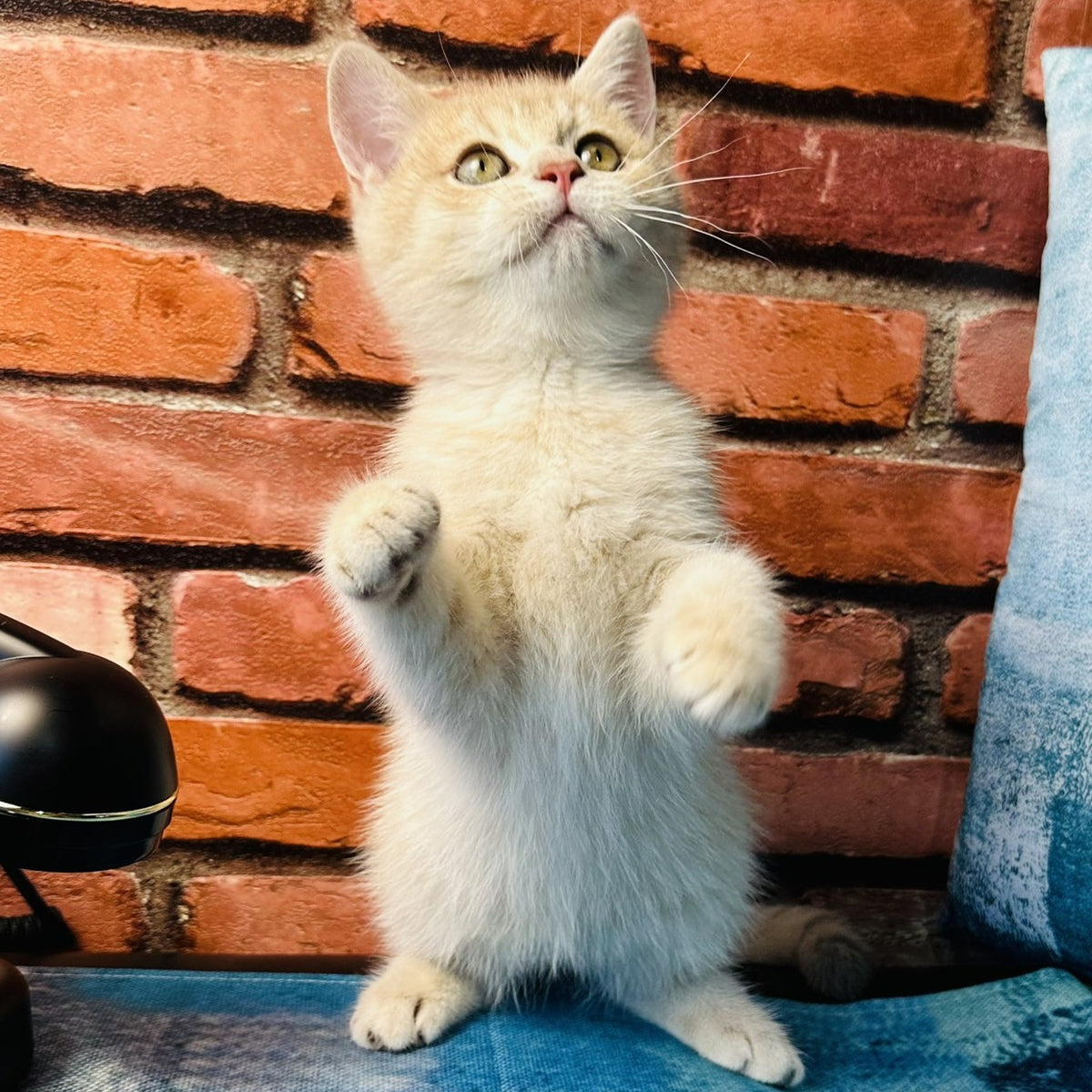 Jin British Shorthair male, blue golden spotted tabby