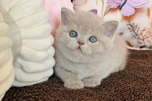 Boston British Shorthair male lilac - live animals