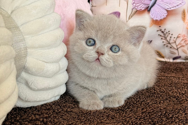 Boston British Shorthair male lilac - live animals