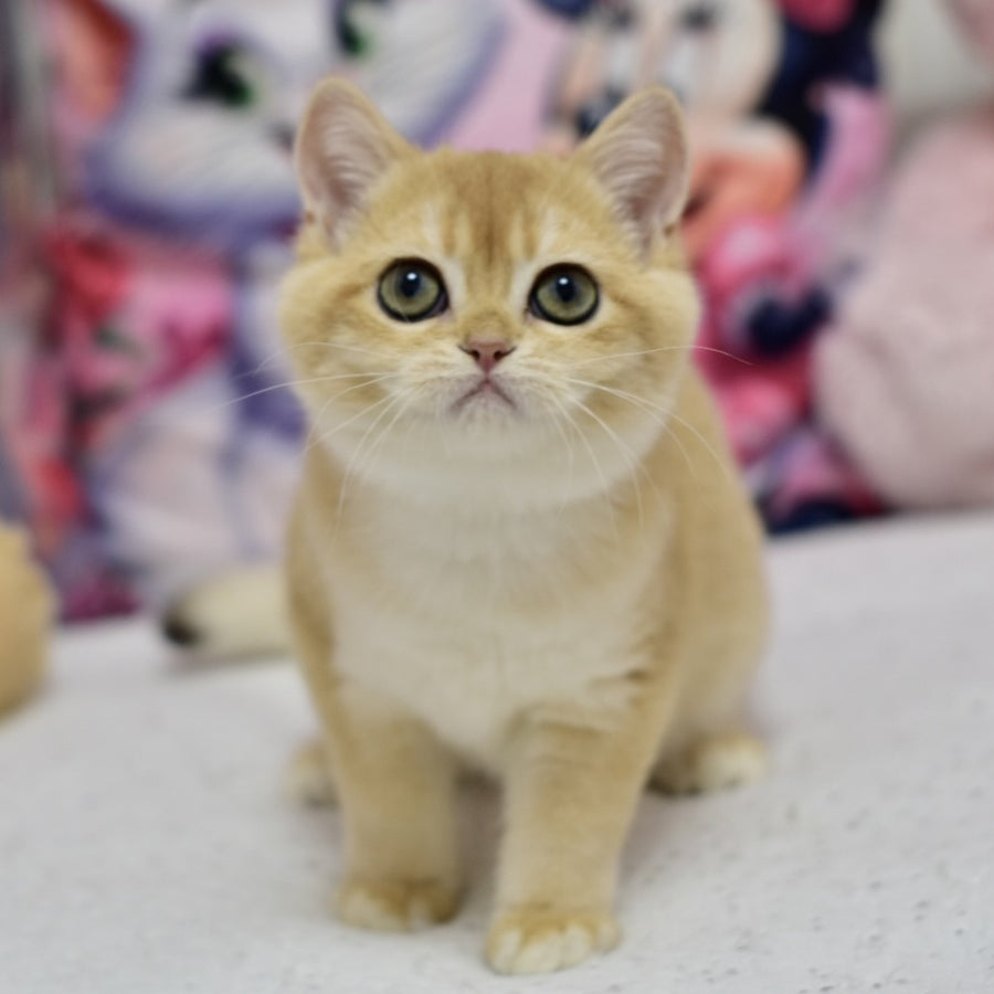 Candy British Shorthair female, black golden shaded