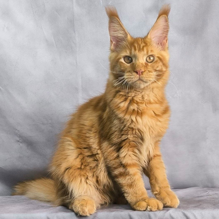 Hermes Maine Coon male, red