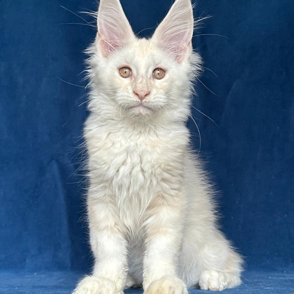 Large Sam Maine Coon male, red silver shaded