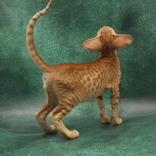 Zachary Oriental Shorthair male, red spotted tabby