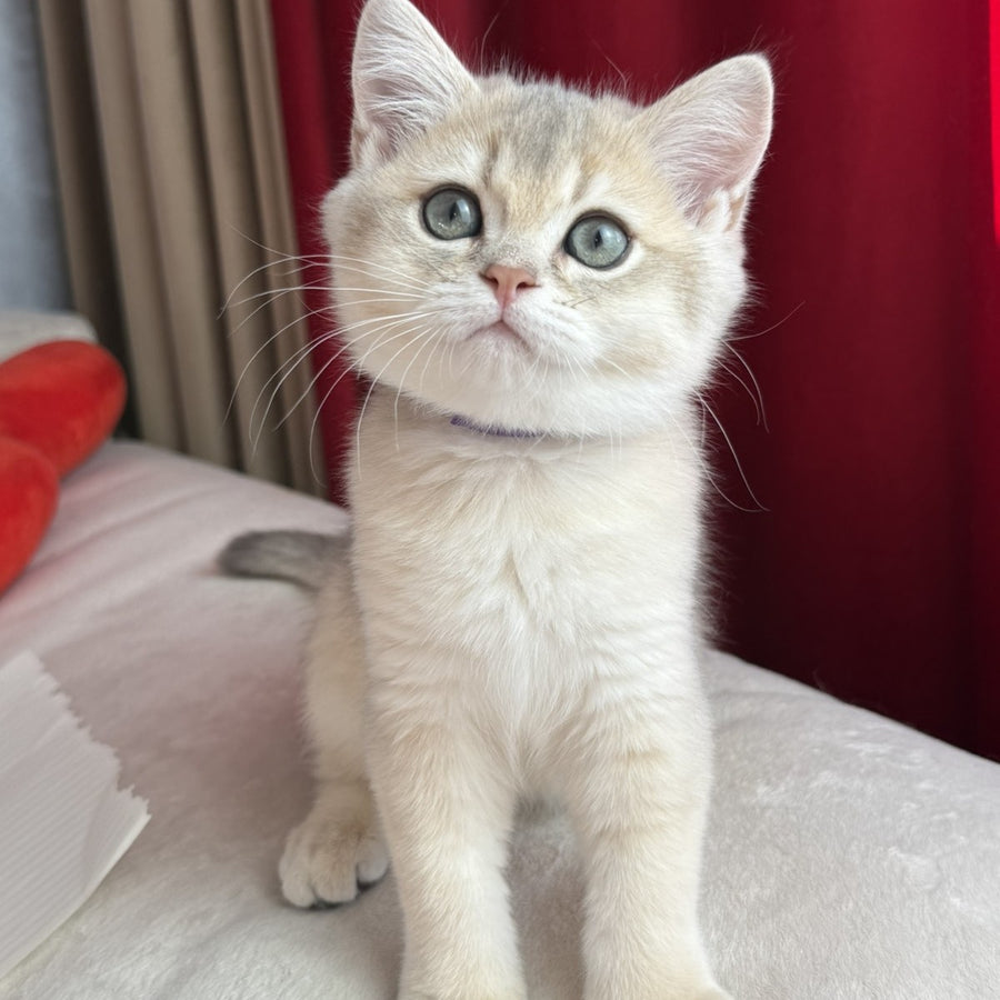 Erik Scottish Straight male, blue golden shaded