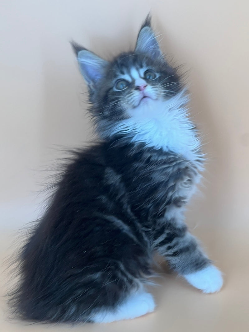 Bershka Maine Coon female, black tortie tabby bicolour