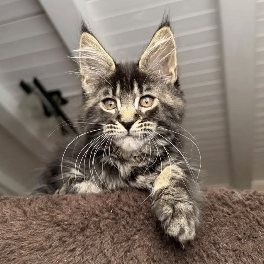 Chipper Maine Coon female, black tabby