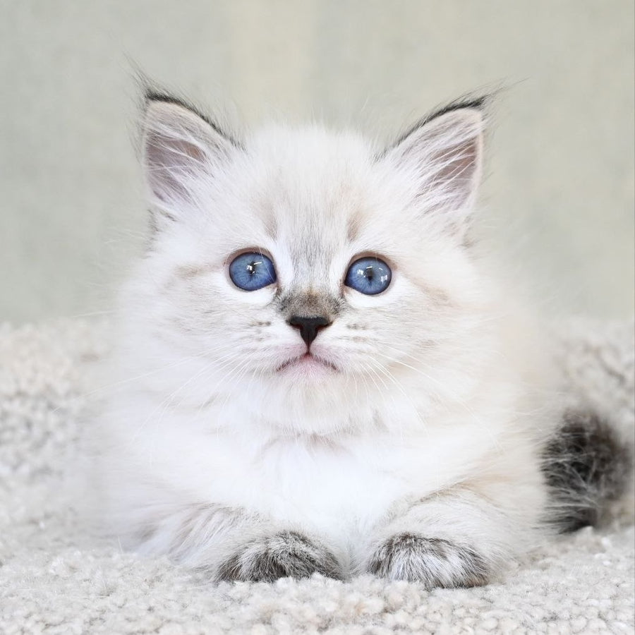 Kassey Siberian male, black tabby pointed