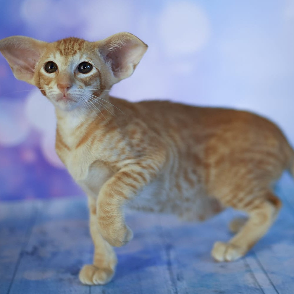 Pеpрer Oriental Shorthair male, red