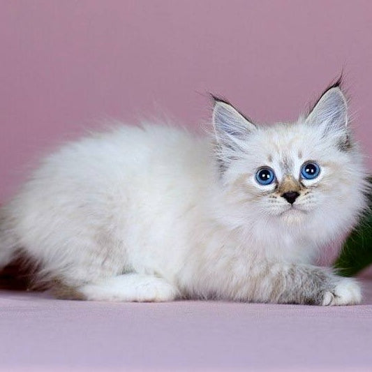 Jackson Siberian male, black with white tabby pointed