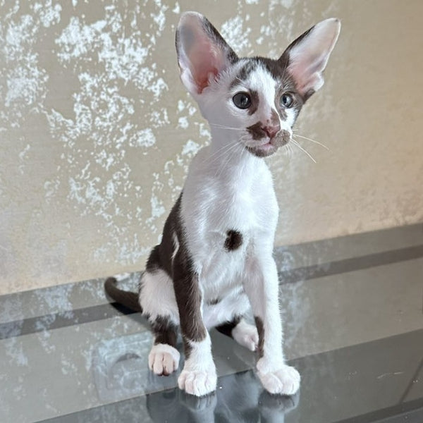 Marzipan Oriental Shorthair male, chocolate bicolour