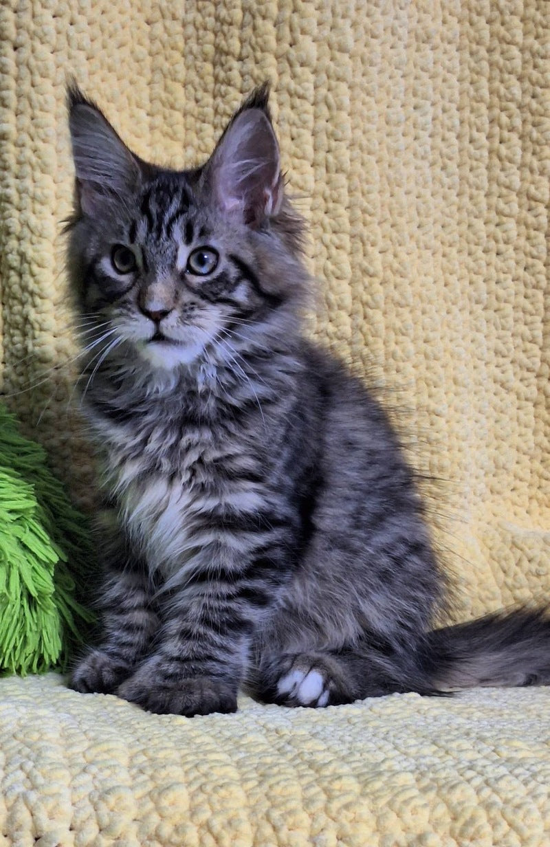Asja Maine Coon polydactyl female, black tabby with white